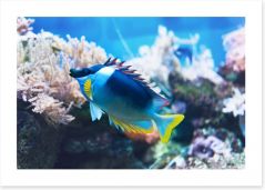 Fish / Aquatic Art Print 109576230