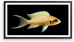 Fish / Aquatic Framed Art Print 112159063