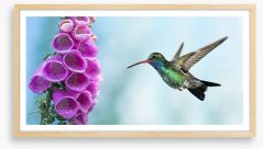 Foxglove and hummingbird