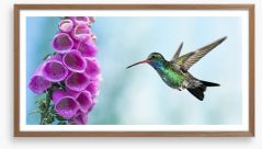 Foxglove and hummingbird Framed Art Print 113857651