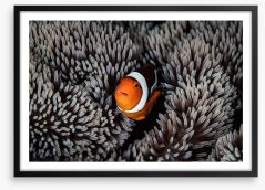 Alone in the anemone Framed Art Print 115024242
