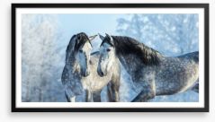 Stallions in the snow Framed Art Print 116887257