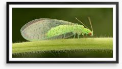 Insects Framed Art Print 117505319