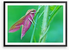 Insects Framed Art Print 117522415