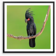 The drumming bird Framed Art Print 117784595