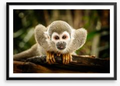 Ecuadorian squirrel monkey Framed Art Print 117795783