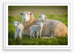 Little lambs Framed Art Print 118111450