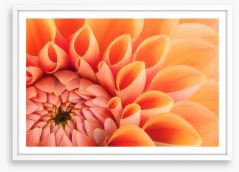 Soft peach chrysanthemum Framed Art Print 118219339