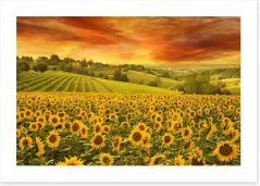 Sunset over the sunflower meadow Art Print 118611507
