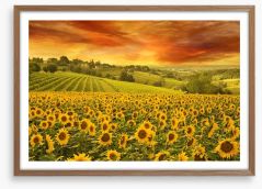 Sunflower meadow sunset Framed Art Print 118611507