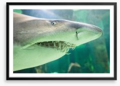 Shark face Framed Art Print 119079344