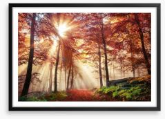 Autumn forest sunlight Framed Art Print 119517942