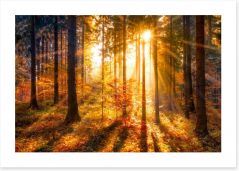 Forests Art Print 119754377