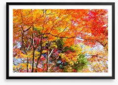 Fiery fall foliage Framed Art Print 120333891