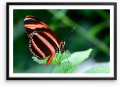 Insects Framed Art Print 121342909