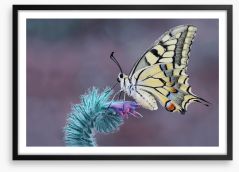 Papilio machaon macro Framed Art Print 121399179