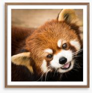 Playful red panda Framed Art Print 121577084
