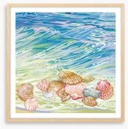 Seashore shells