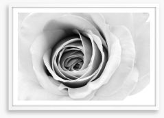 A winter rose Framed Art Print 123785427