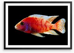 Fish / Aquatic Framed Art Print 124065189