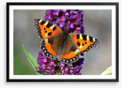 Insects Framed Art Print 127490961