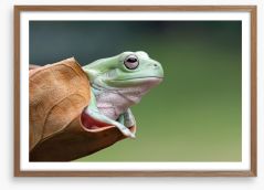 Reptiles / Amphibian Framed Art Print 127807945
