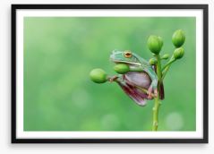 Reptiles / Amphibian Framed Art Print 127810700