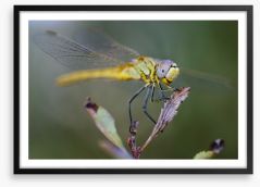 Insects Framed Art Print 128081456
