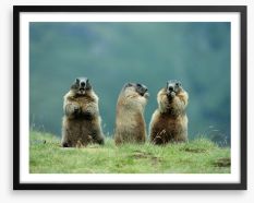 The three marmots Framed Art Print 129881658