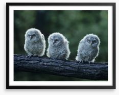 Owlet trio Framed Art Print 129901768