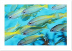 Fish / Aquatic Art Print 129905243