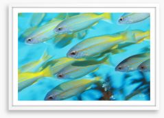 Fish / Aquatic Framed Art Print 129905243