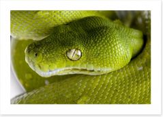 Reptiles / Amphibian Art Print 12990543