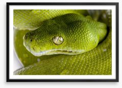 Reptiles / Amphibian Framed Art Print 12990543