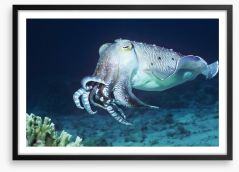 Cuttlefish coral Framed Art Print 129917846
