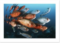 Fish / Aquatic Art Print 129925878