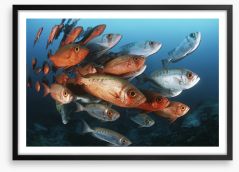 Fish / Aquatic Framed Art Print 129925878
