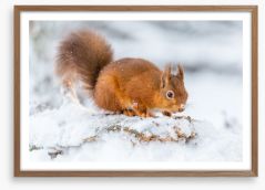 Snowy squirrel Framed Art Print 131101413