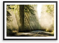 Road through the redwoods Framed Art Print 131552834