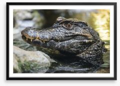 Reptiles / Amphibian Framed Art Print 132637008
