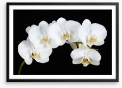 Five white orchids Framed Art Print 132665663