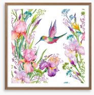Iris and hummingbird Framed Art Print 133328673