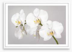 White orchid branch Framed Art Print 133396361