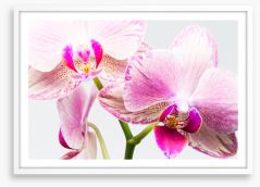 Up close and orchid Framed Art Print 136742167