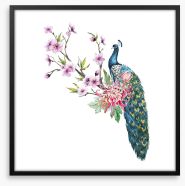 Tropical peacock Framed Art Print 137329257