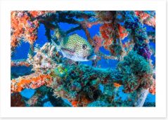 Underwater Art Print 138248108