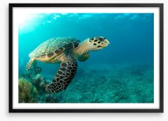 Turtle time Framed Art Print 138348119