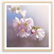 Spring sun sakura Framed Art Print 138482086