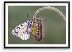 Insects Framed Art Print 138832323