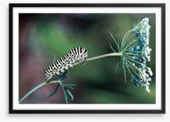 Insects Framed Art Print 138832372